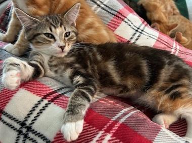 Chloe L, adopted, Kitten Female Domestic Short Hair.