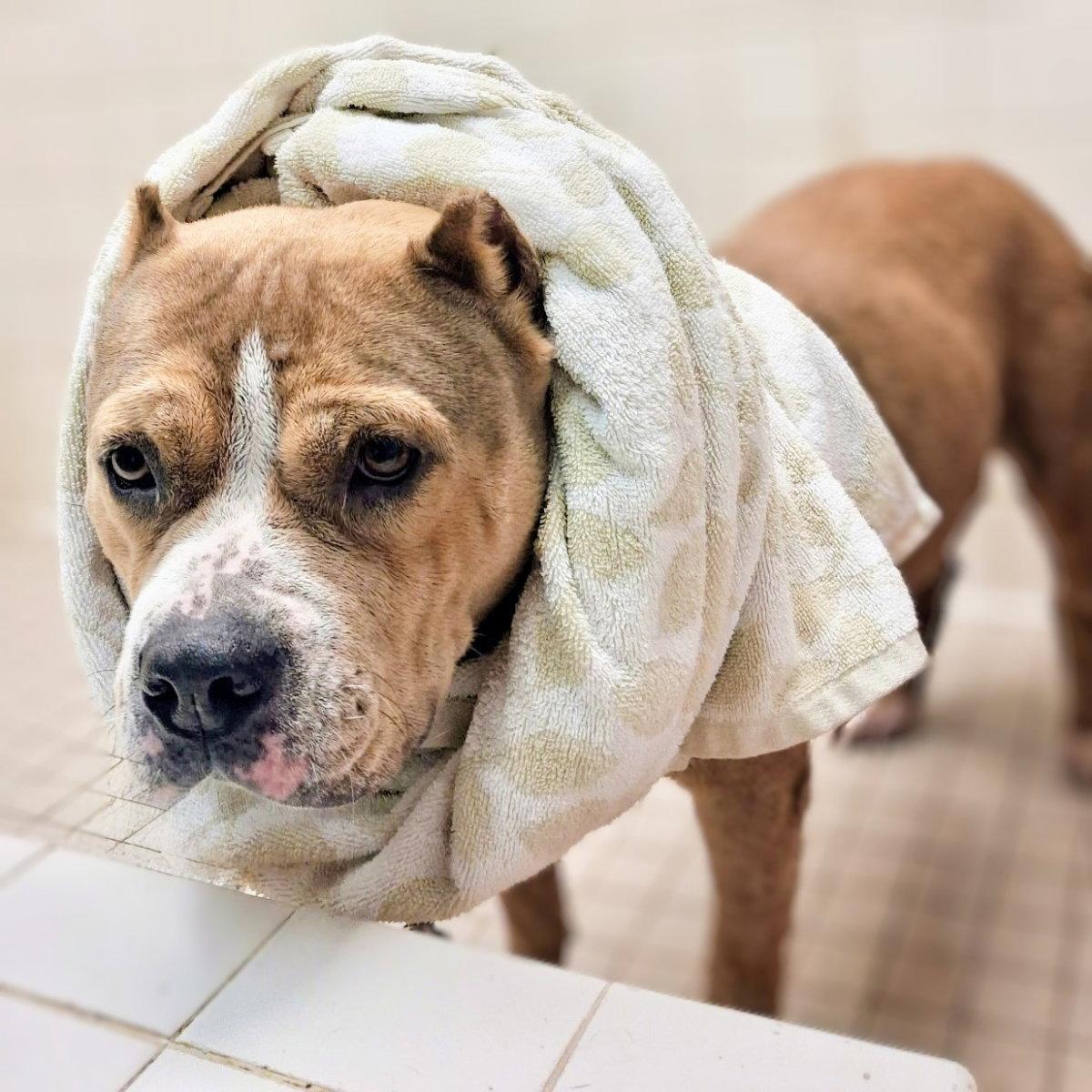 Enlarge Madera, a Adoptable Pit Bull Terrier in Oakland, CA image 1/3