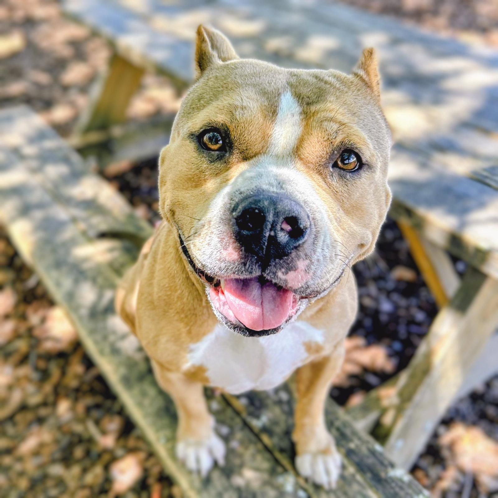 Enlarge Madera, a Adoptable Pit Bull Terrier in Oakland, CA image 2/3
