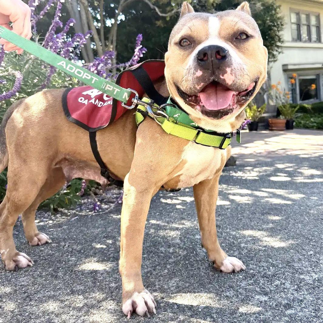 Enlarge Madera, a Adoptable Pit Bull Terrier in Oakland, CA image 3/3