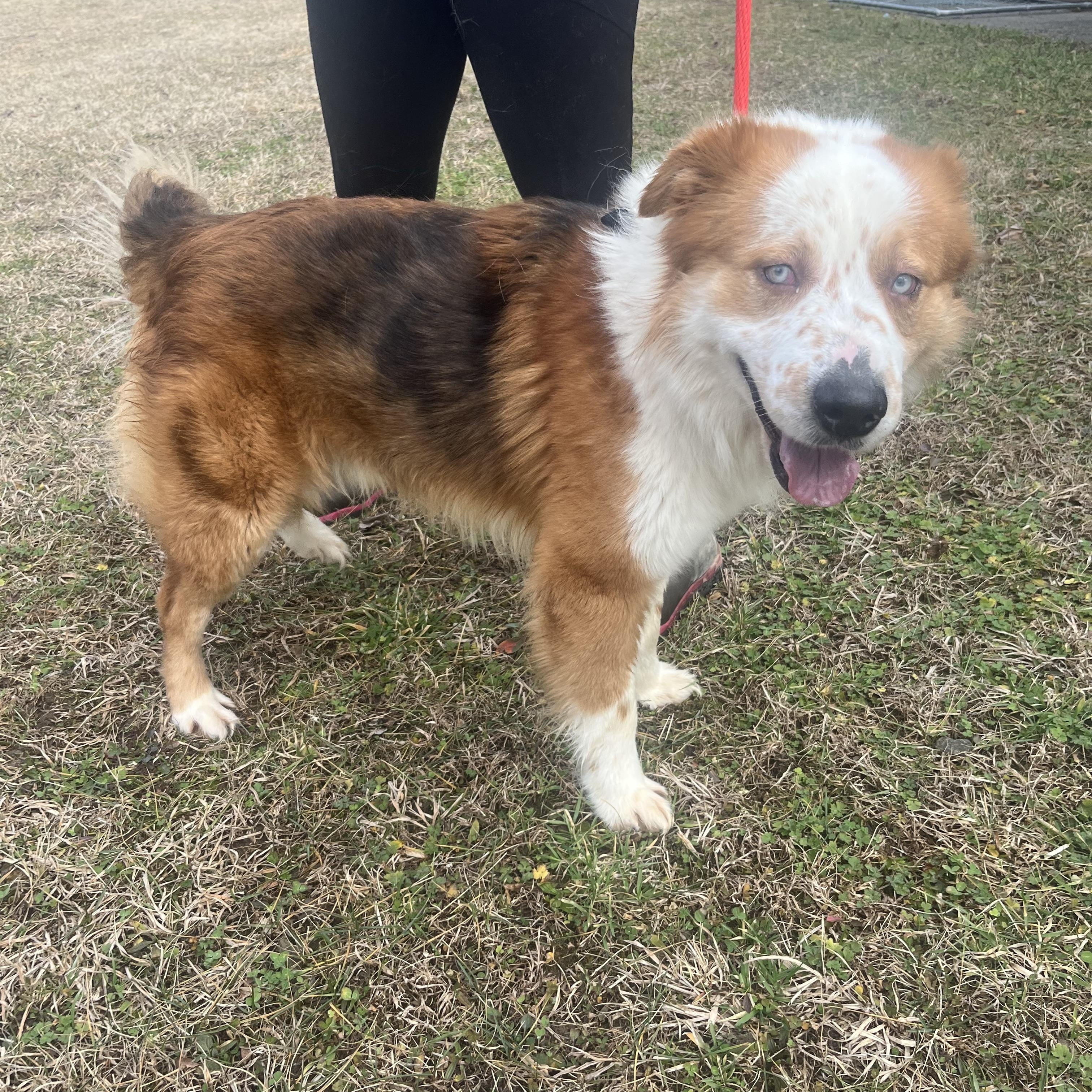 Enlarge Charlotte , a ADOPTABLE mixed breed in Sunbright, TN image 1/2