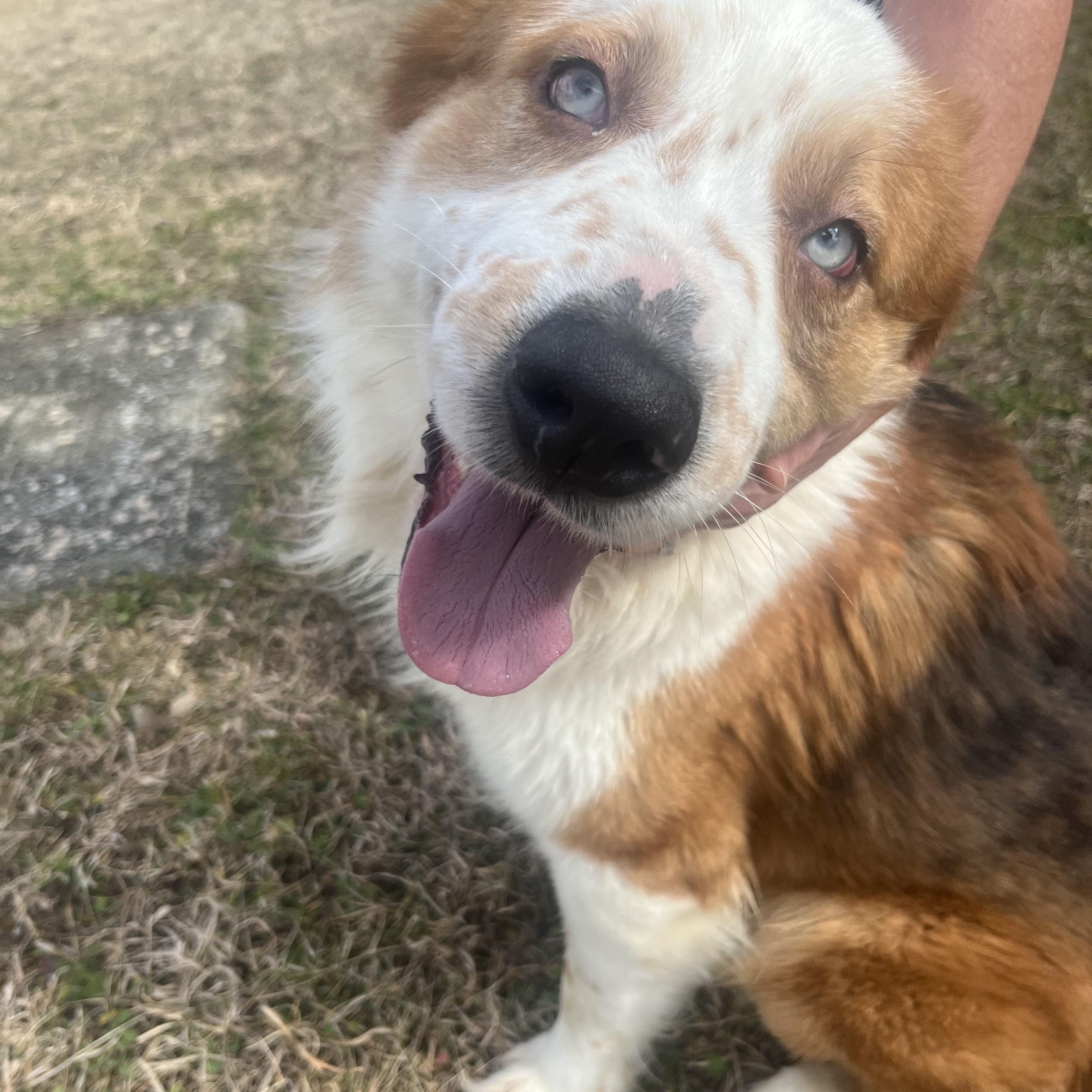 Enlarge Charlotte , a ADOPTABLE mixed breed in Sunbright, TN image 2/2