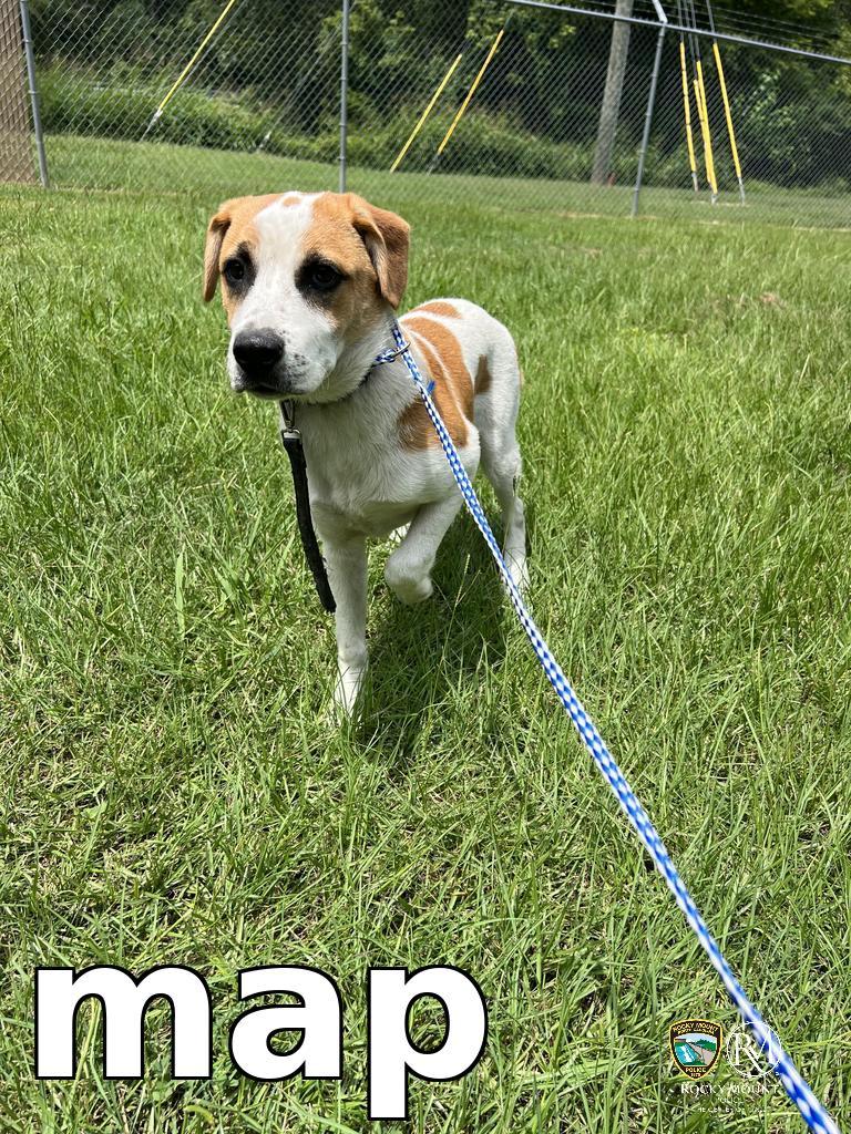 map, Adoptable, Puppy Male Pit Bull Terrier.