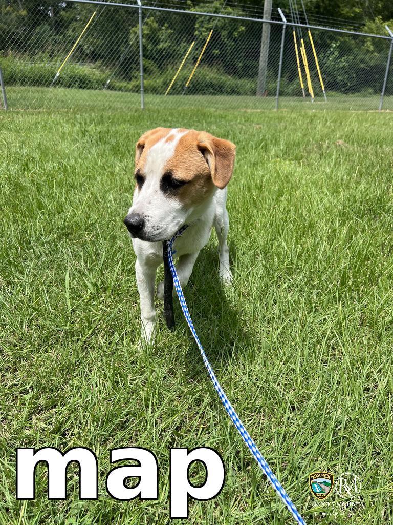 Enlarge map, a Adoptable Pit Bull Terrier in Rocky Mount, NC image 2/2