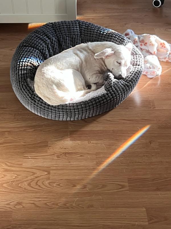 Mimi, an adopted mixed breed in Eustis, FL image 4/4