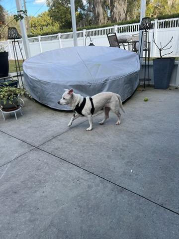 Mimi, an adopted mixed breed in Eustis, FL image 2/4