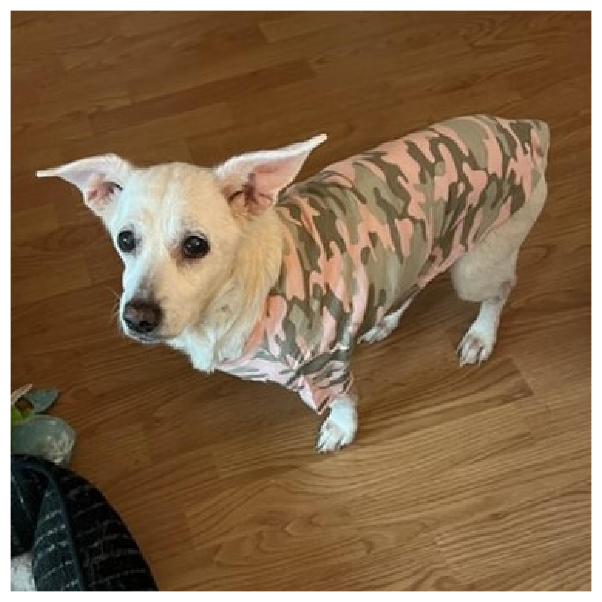 Mimi, adopted, Adult Female Jack Russell Terrier.