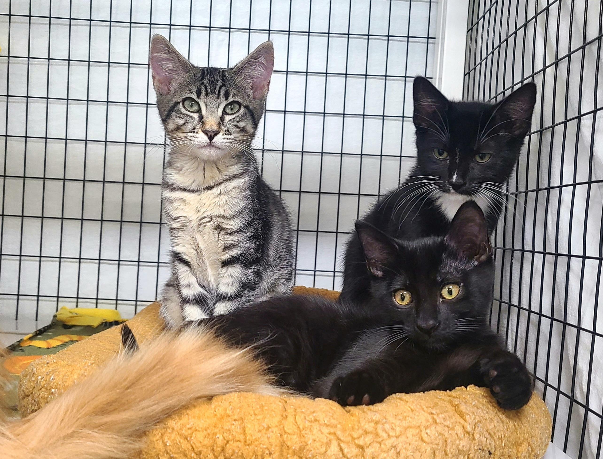 What is a Cat Rescue: Ultimate Guide to Saving Feline Lives