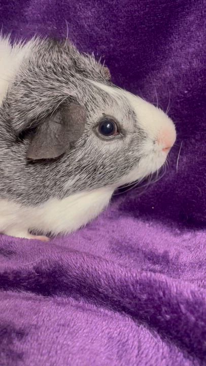Enlarge Groot: sponsored!!, a Adoptable Guinea Pig in Edinburg, PA video 2/2