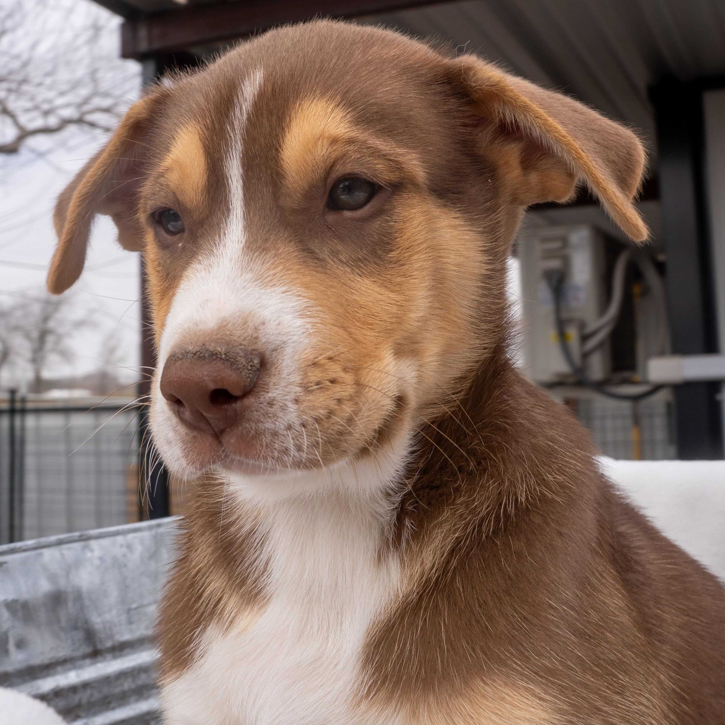 Loki — thumbnail 3