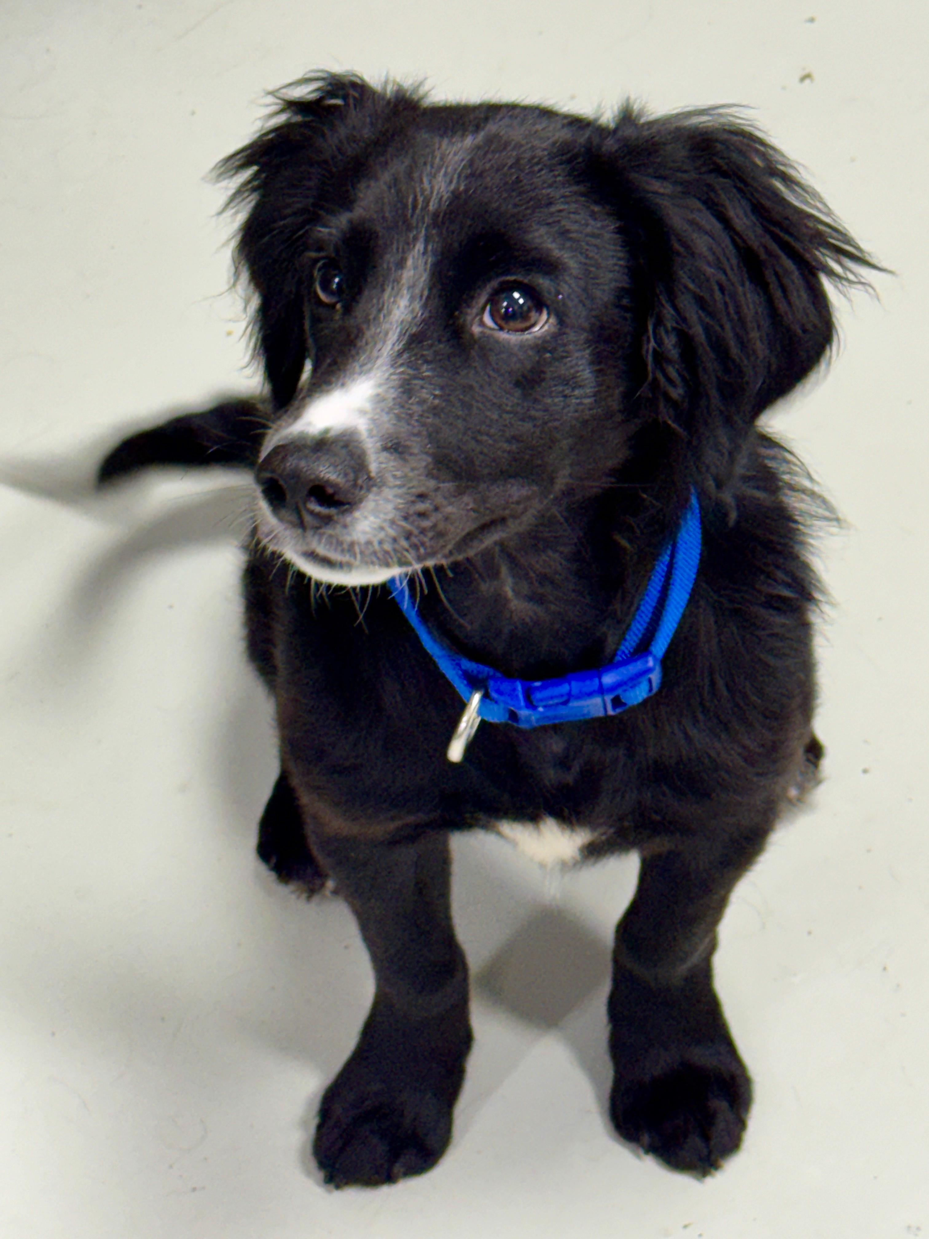 Enlarge Oliver, a Adoptable mixed breed in Hartford, KY image 2/6
