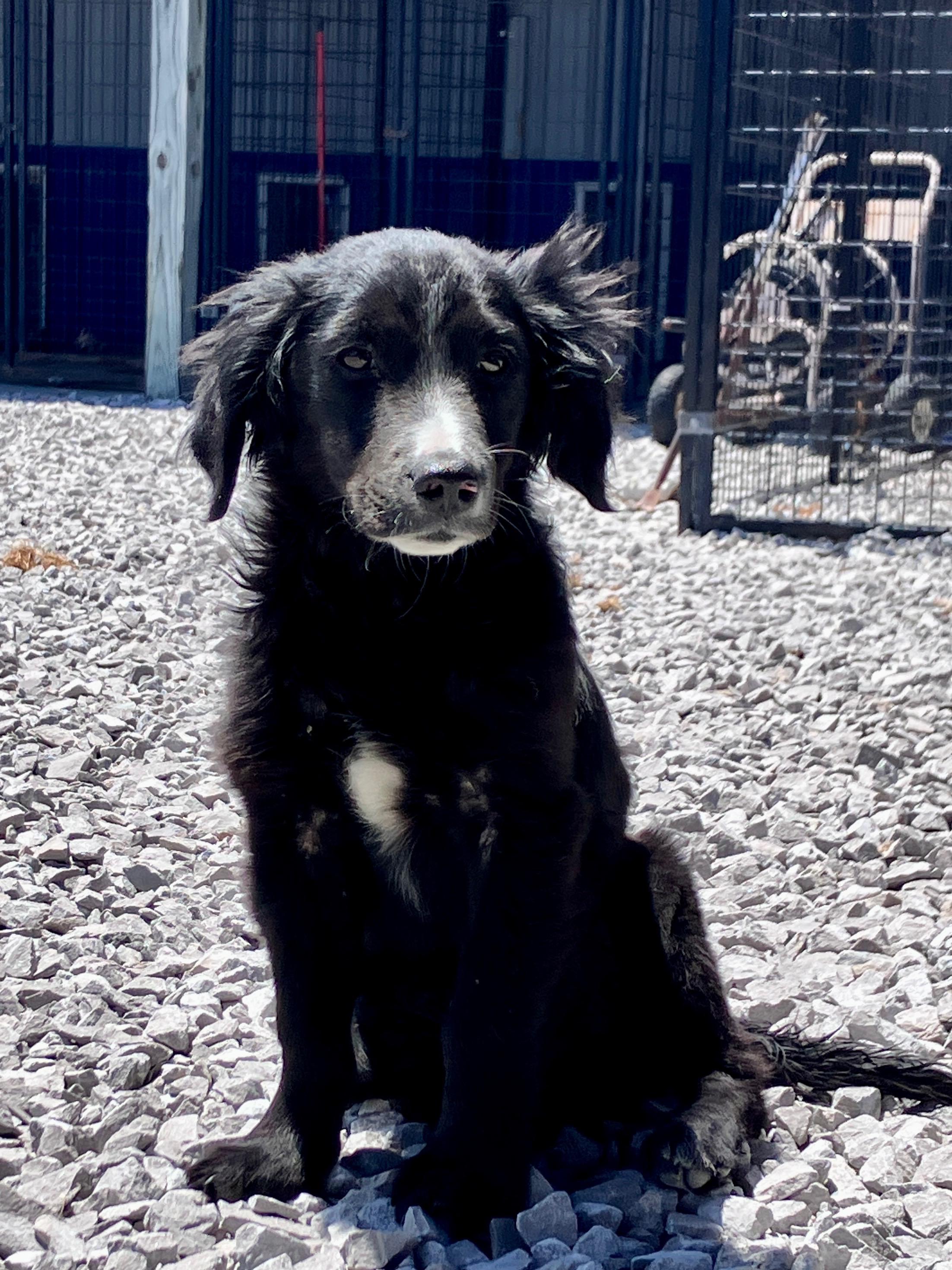 Enlarge Oliver, a Adoptable mixed breed in Hartford, KY image 4/6