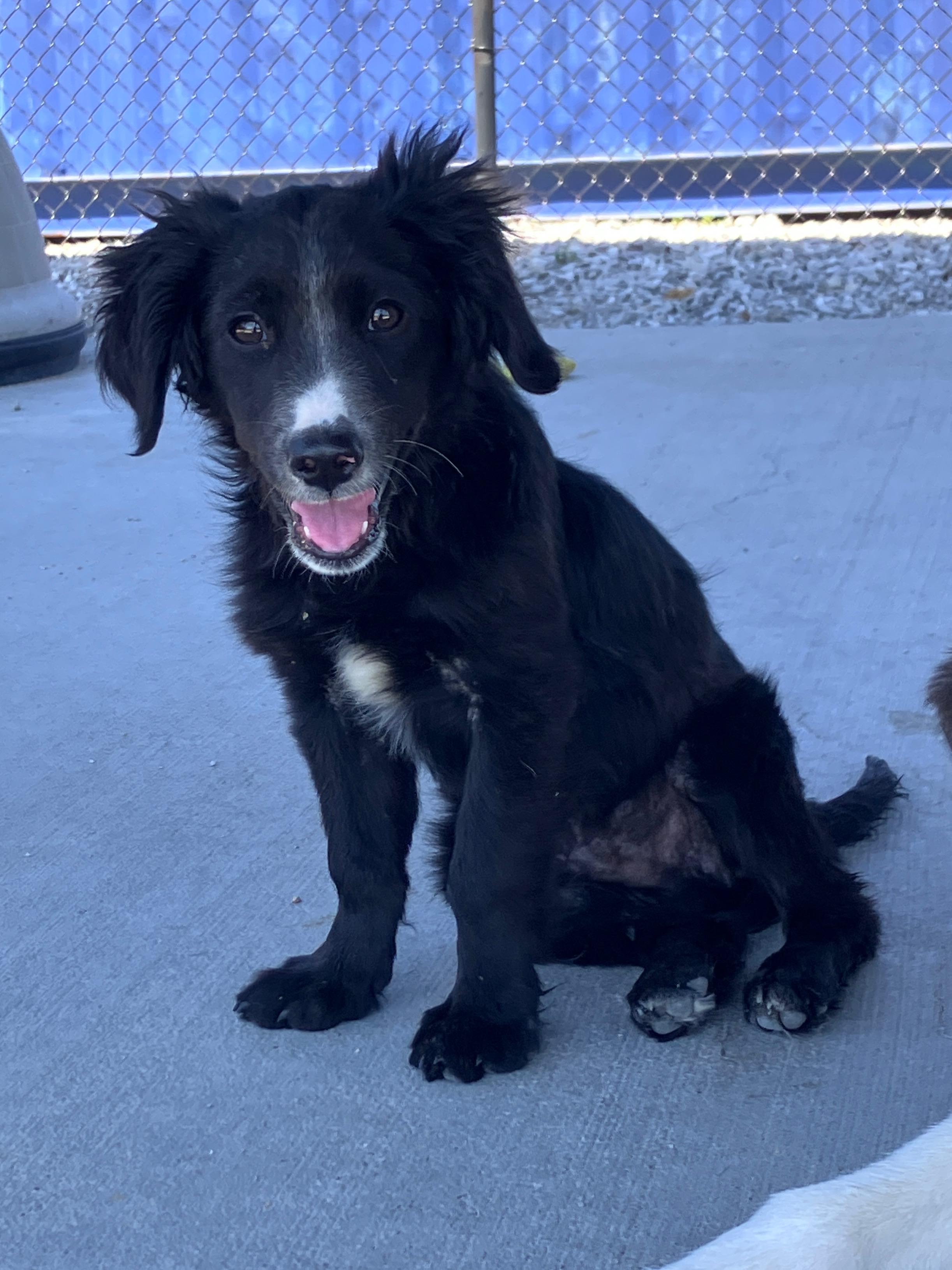 Enlarge Oliver, a Adoptable mixed breed in Hartford, KY image 5/6