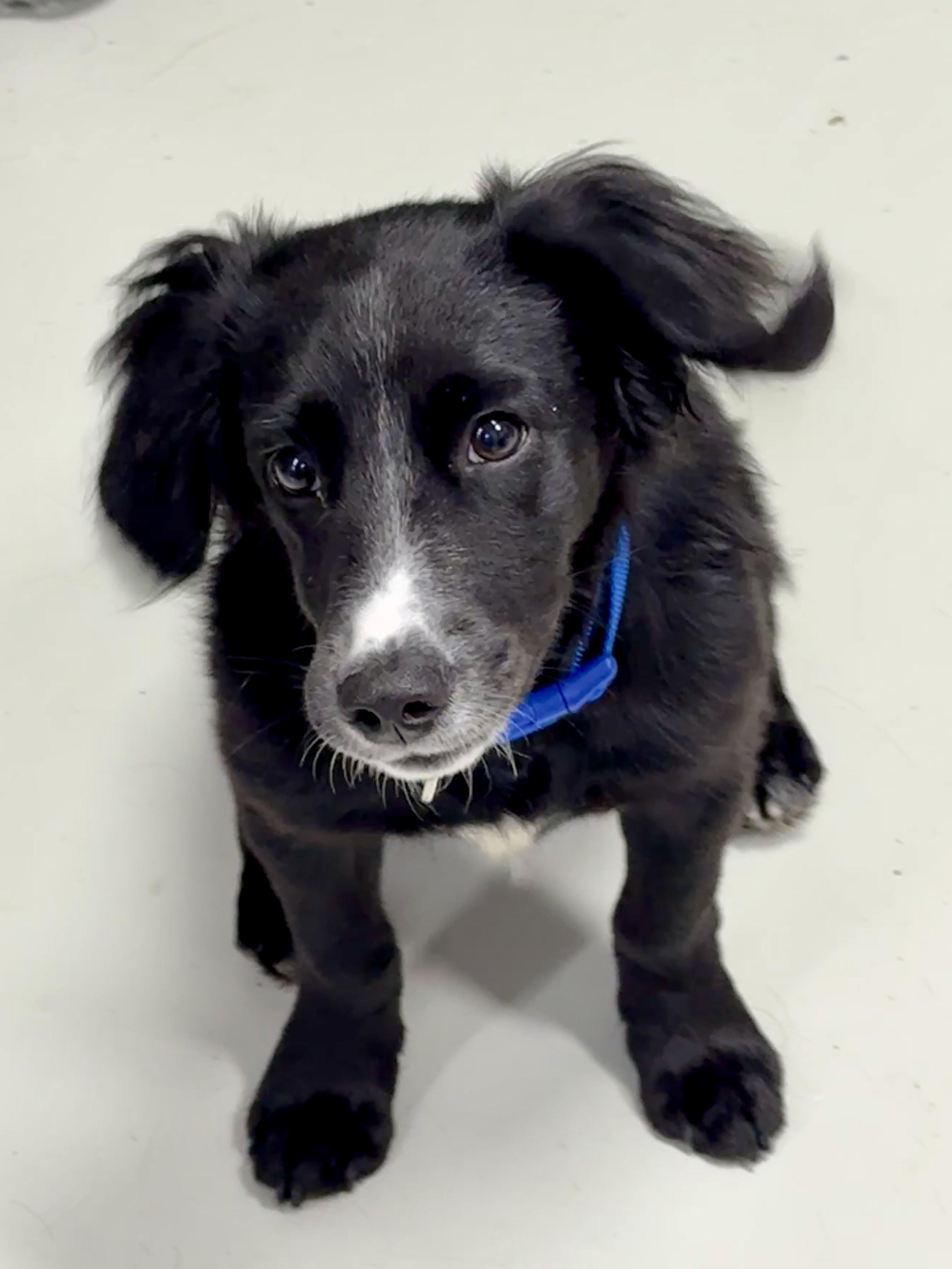 Enlarge Oliver, a Adoptable mixed breed in Hartford, KY image 1/6