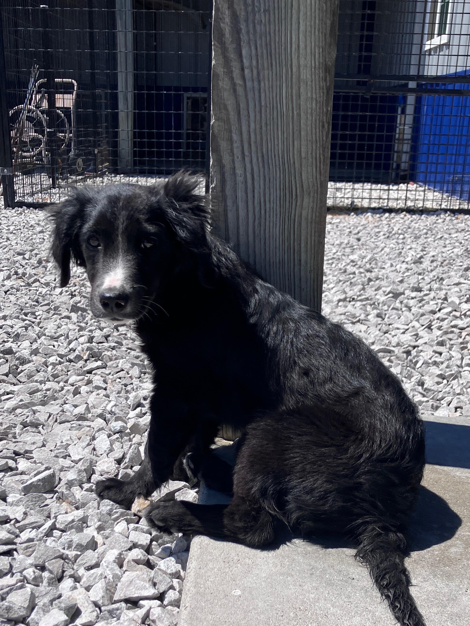 Enlarge Oliver, a Adoptable mixed breed in Hartford, KY image 6/6