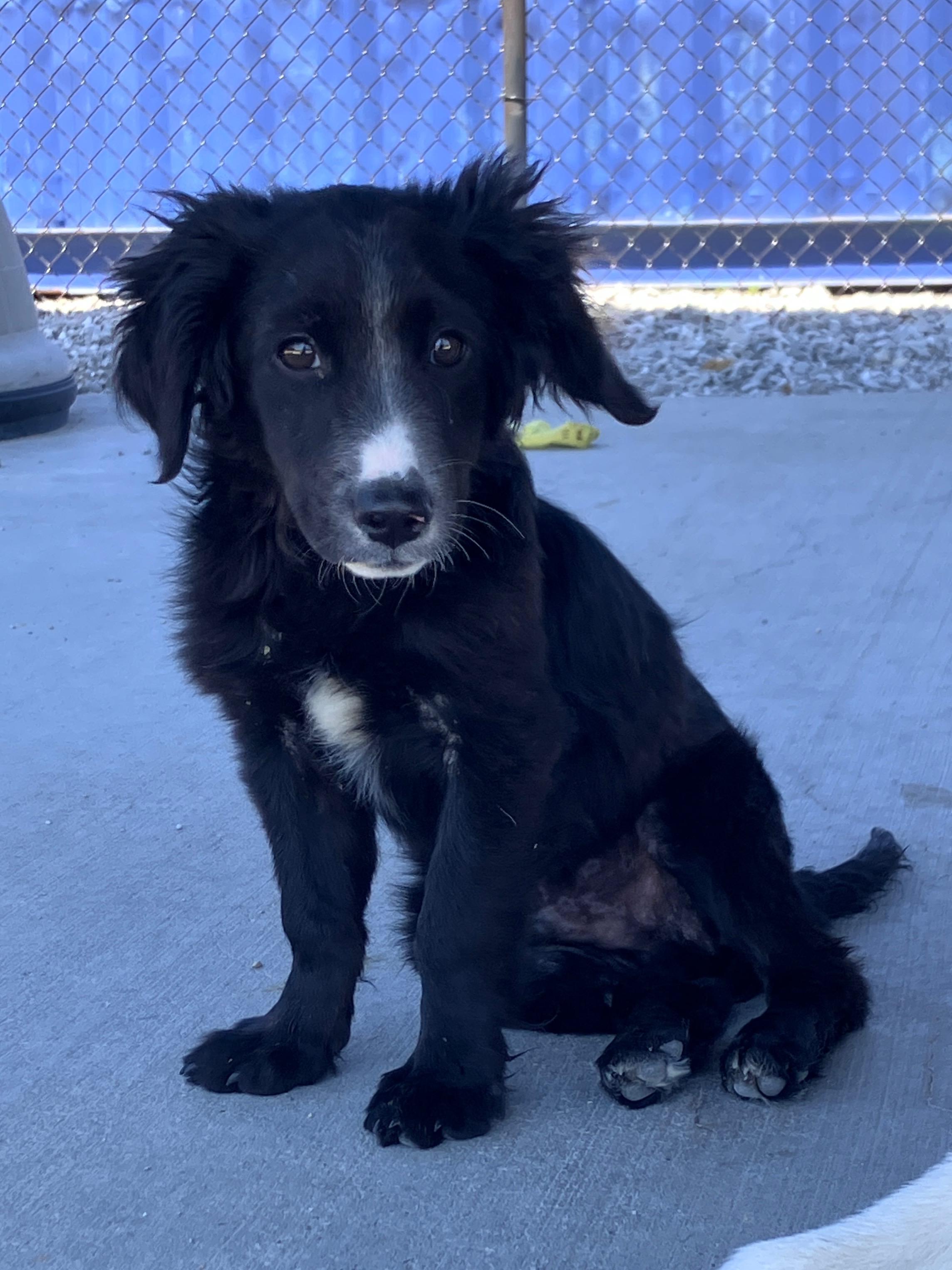 Enlarge Oliver, a Adoptable mixed breed in Hartford, KY image 3/6