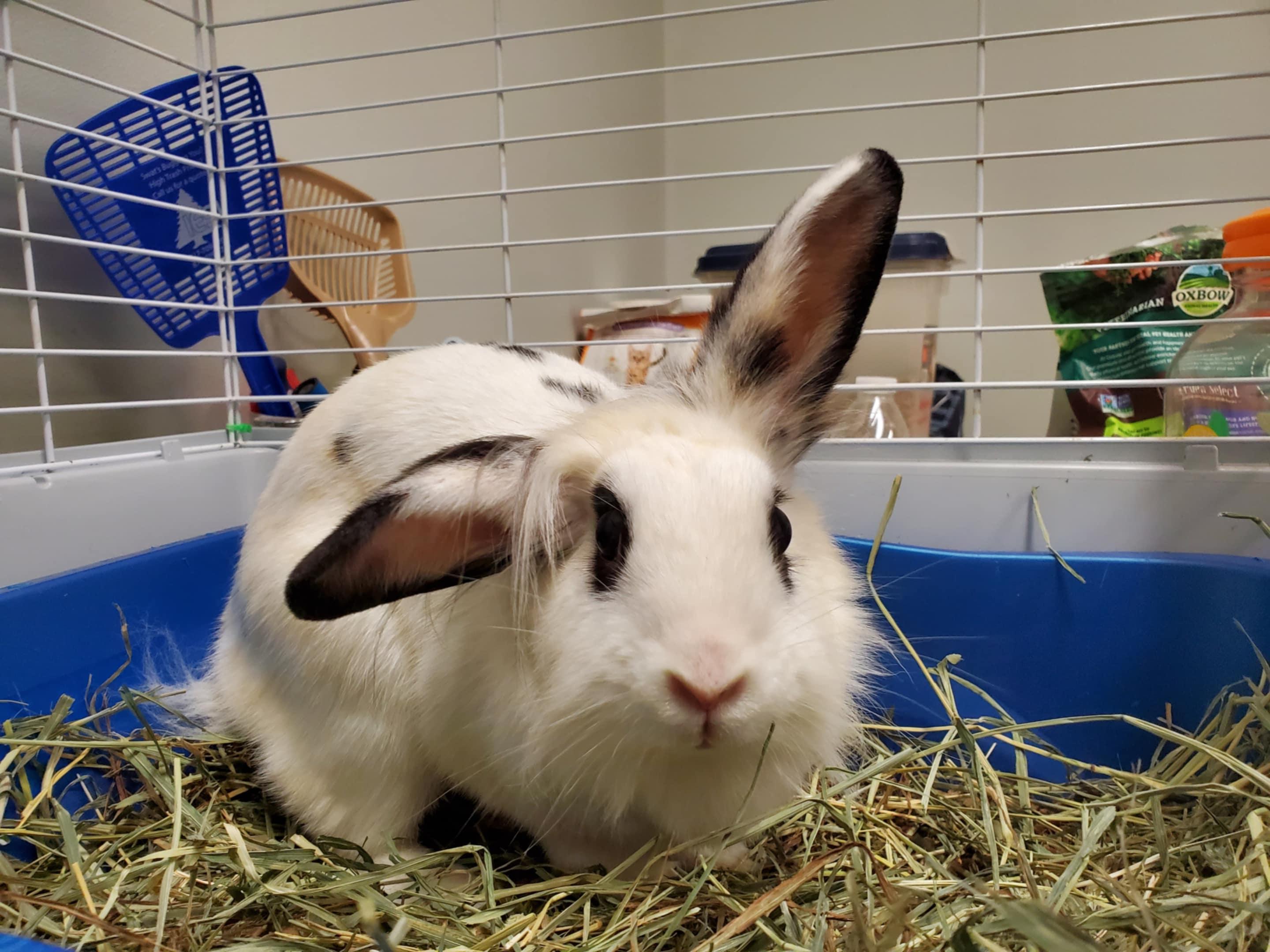 Oreo, a Adoptable mixed breed in Chambersburg, PA image 1/2