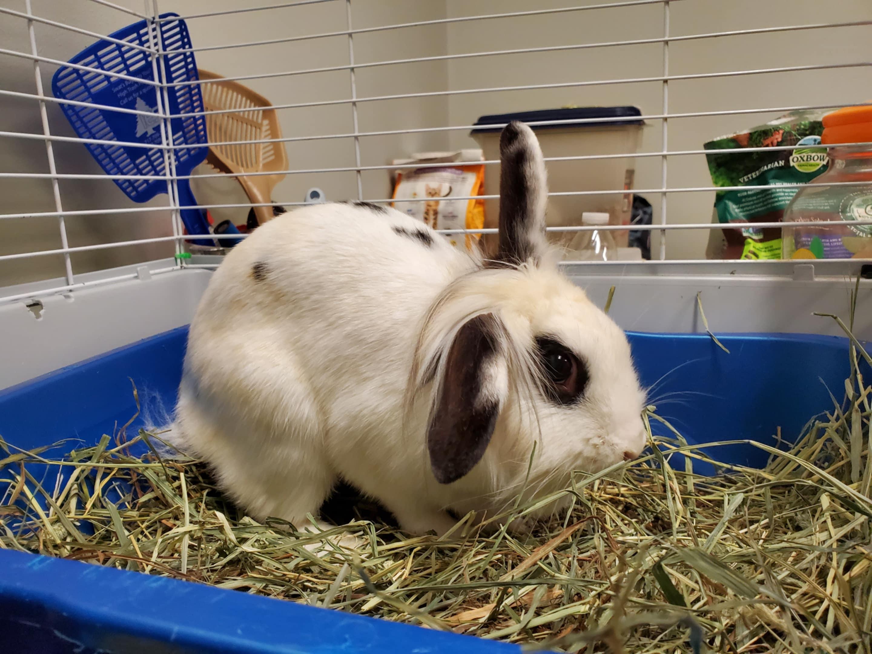 Oreo, a Adoptable mixed breed in Chambersburg, PA image 2/2