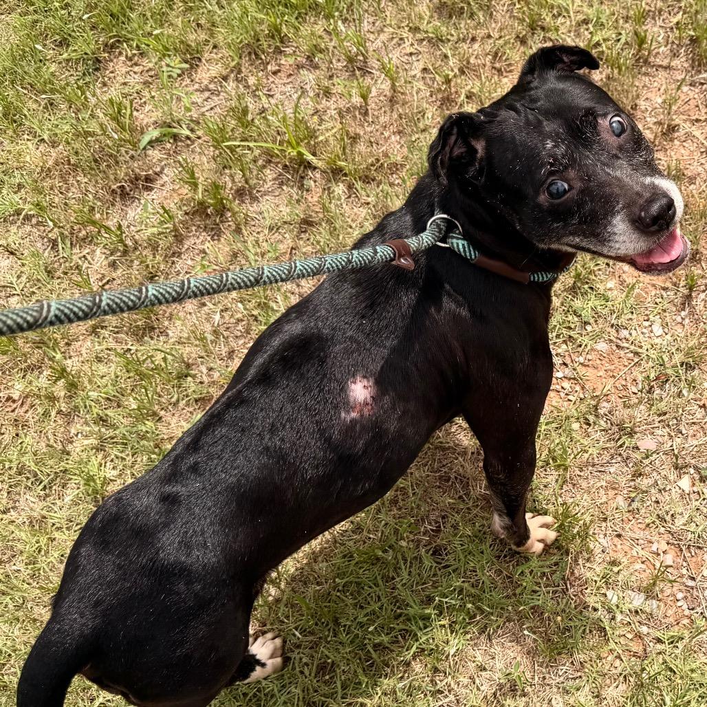 Journey, Adoptable, Senior Female Mixed Breed.
