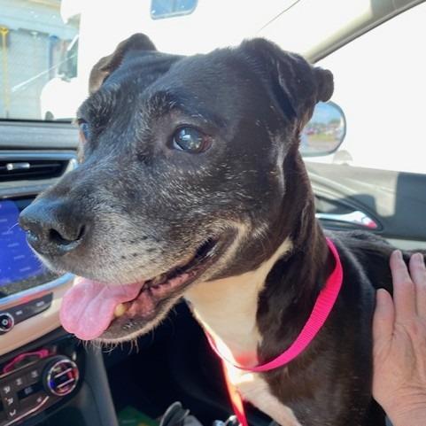 Enlarge Journey, a Adoptable Mixed Breed in Duncan, OK image 2/6