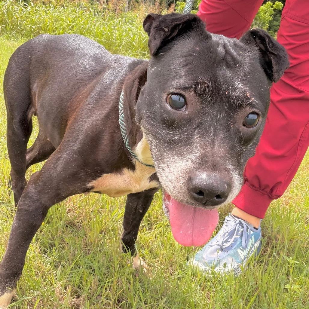 Enlarge Journey, a Adoptable Mixed Breed in Duncan, OK image 3/6