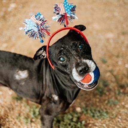 Enlarge Journey, a Adoptable Mixed Breed in Duncan, OK image 4/6