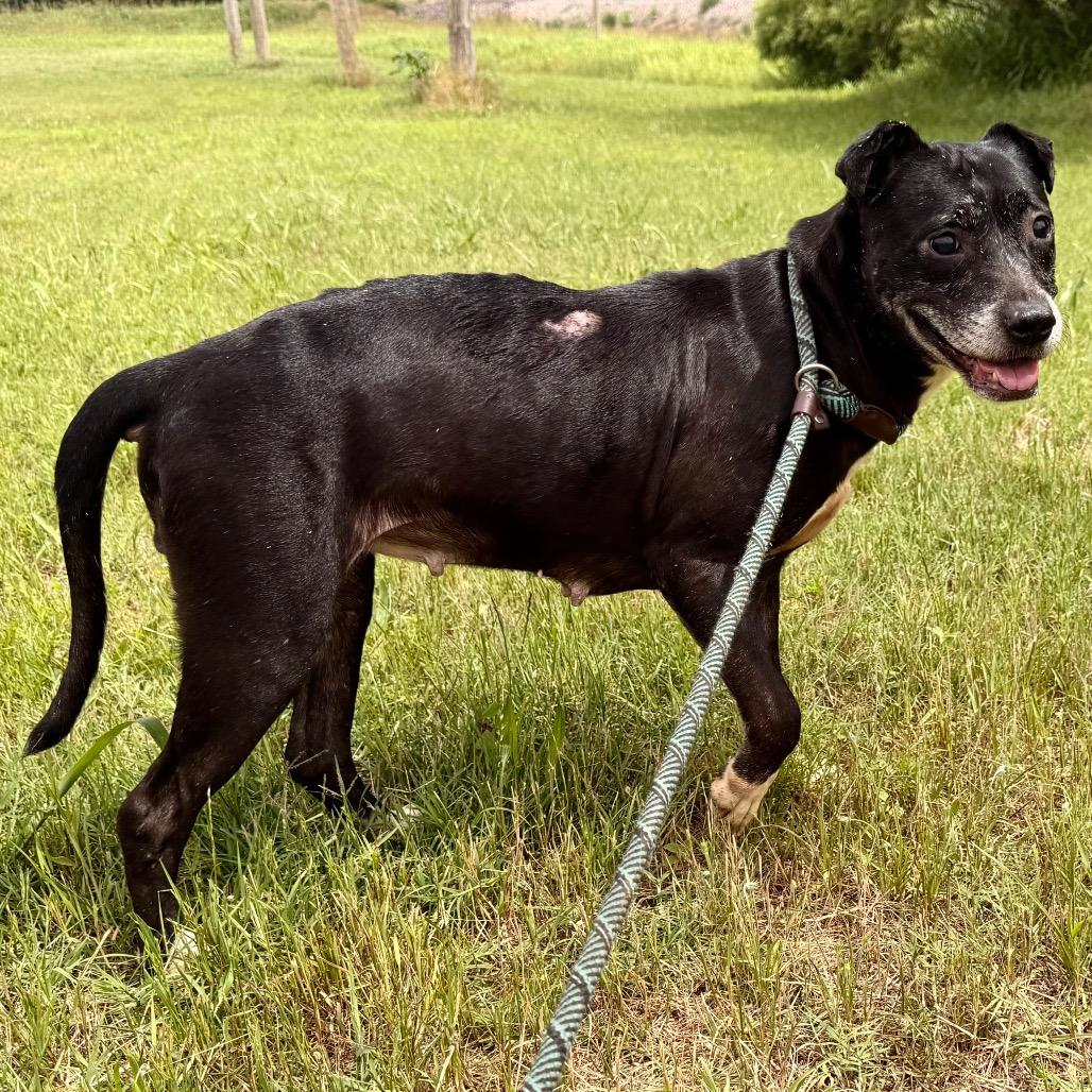 Enlarge Journey, a Adoptable Mixed Breed in Duncan, OK image 5/6