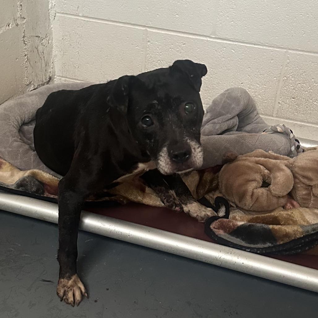 Enlarge Journey, a Adoptable Mixed Breed in Duncan, OK image 6/6