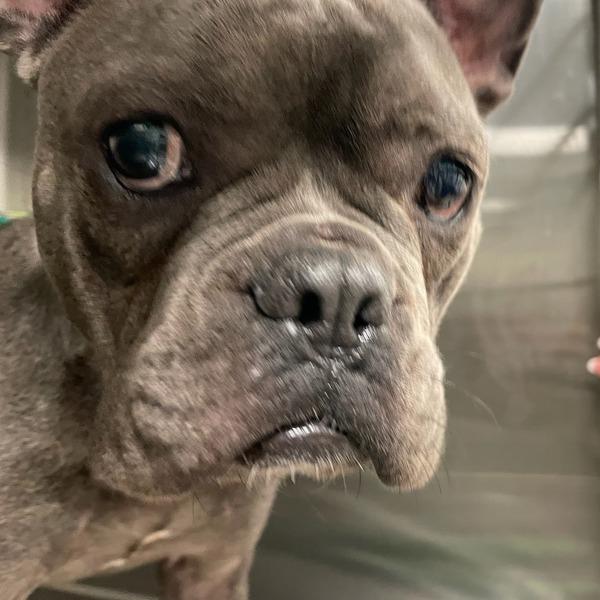 Enlarge Colette, a Adoptable mixed breed in Des Moines, IA image 1/1