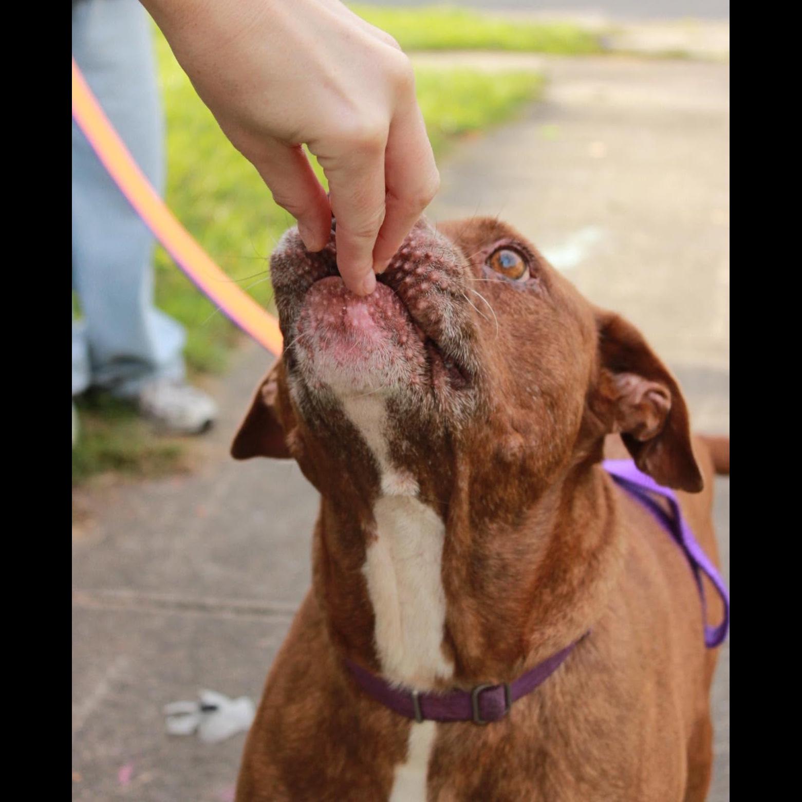 Enlarge Thunder: Adopt or Forever Foster, a Adoptable mixed breed in Rochester, NY image 1/6