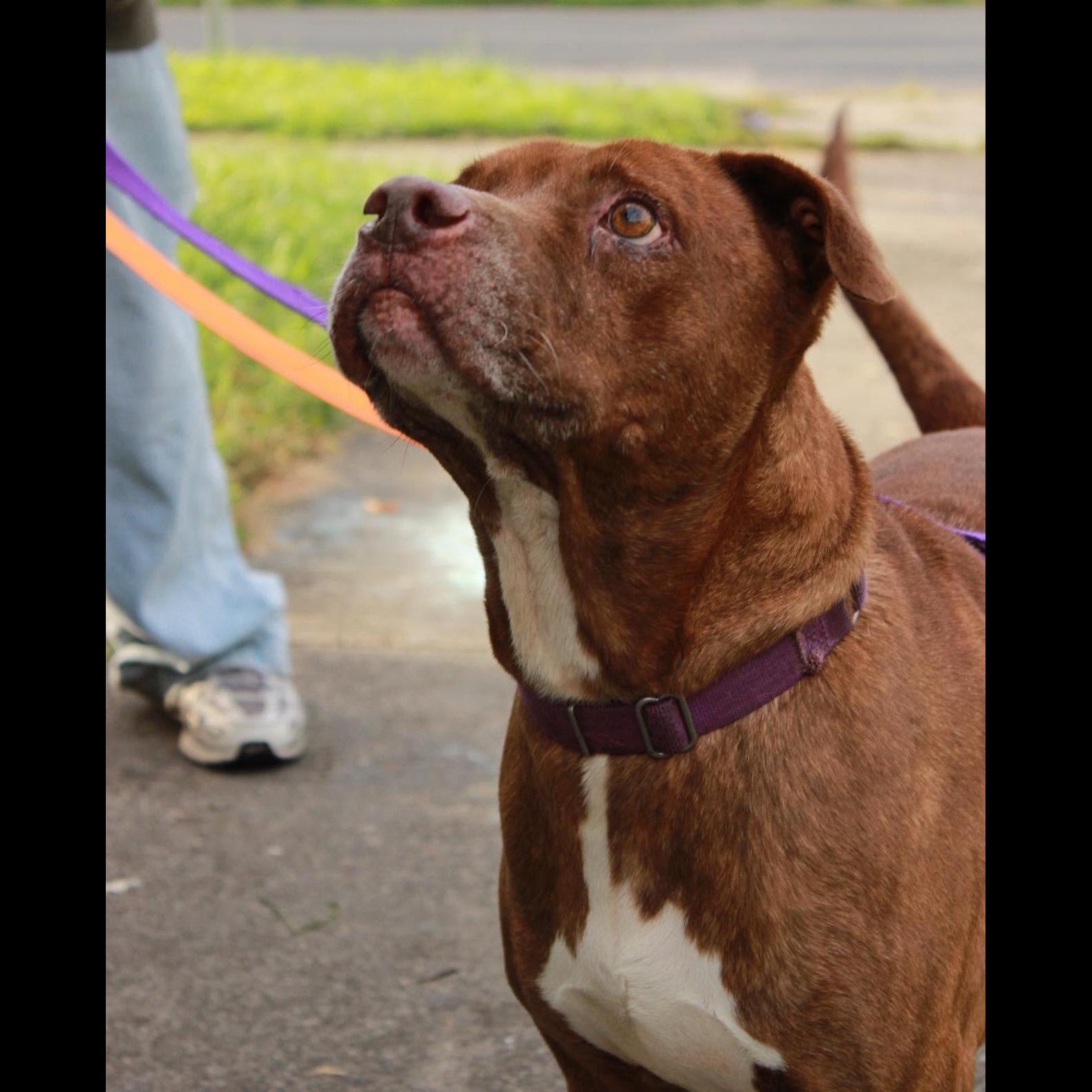Enlarge Thunder: Adopt or Forever Foster, a Adoptable mixed breed in Rochester, NY image 2/6