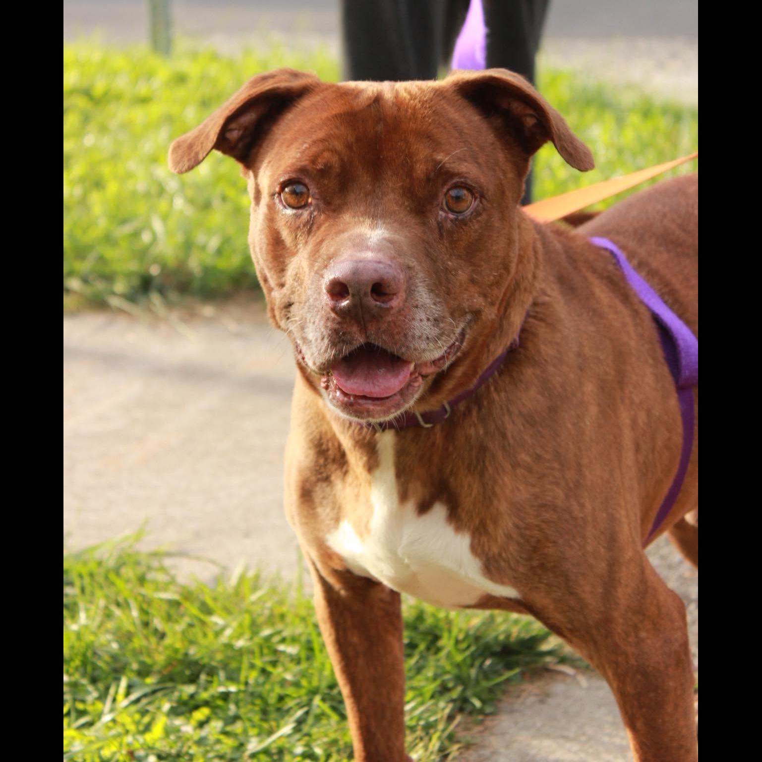 Enlarge Thunder: Adopt or Forever Foster, a Adoptable mixed breed in Rochester, NY image 4/6