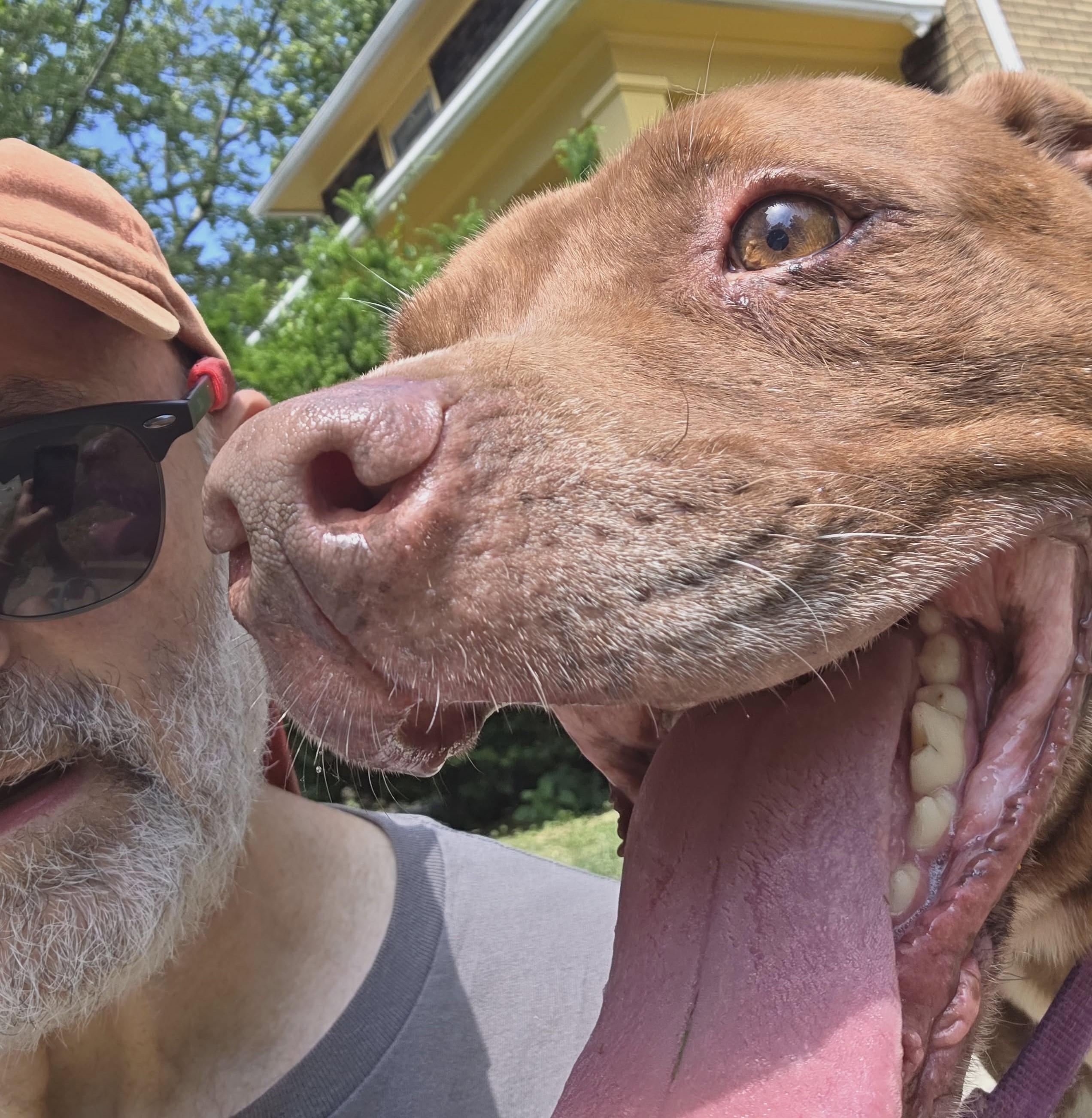 Enlarge Thunder: Adopt or Forever Foster, a Adoptable mixed breed in Rochester, NY image 5/6