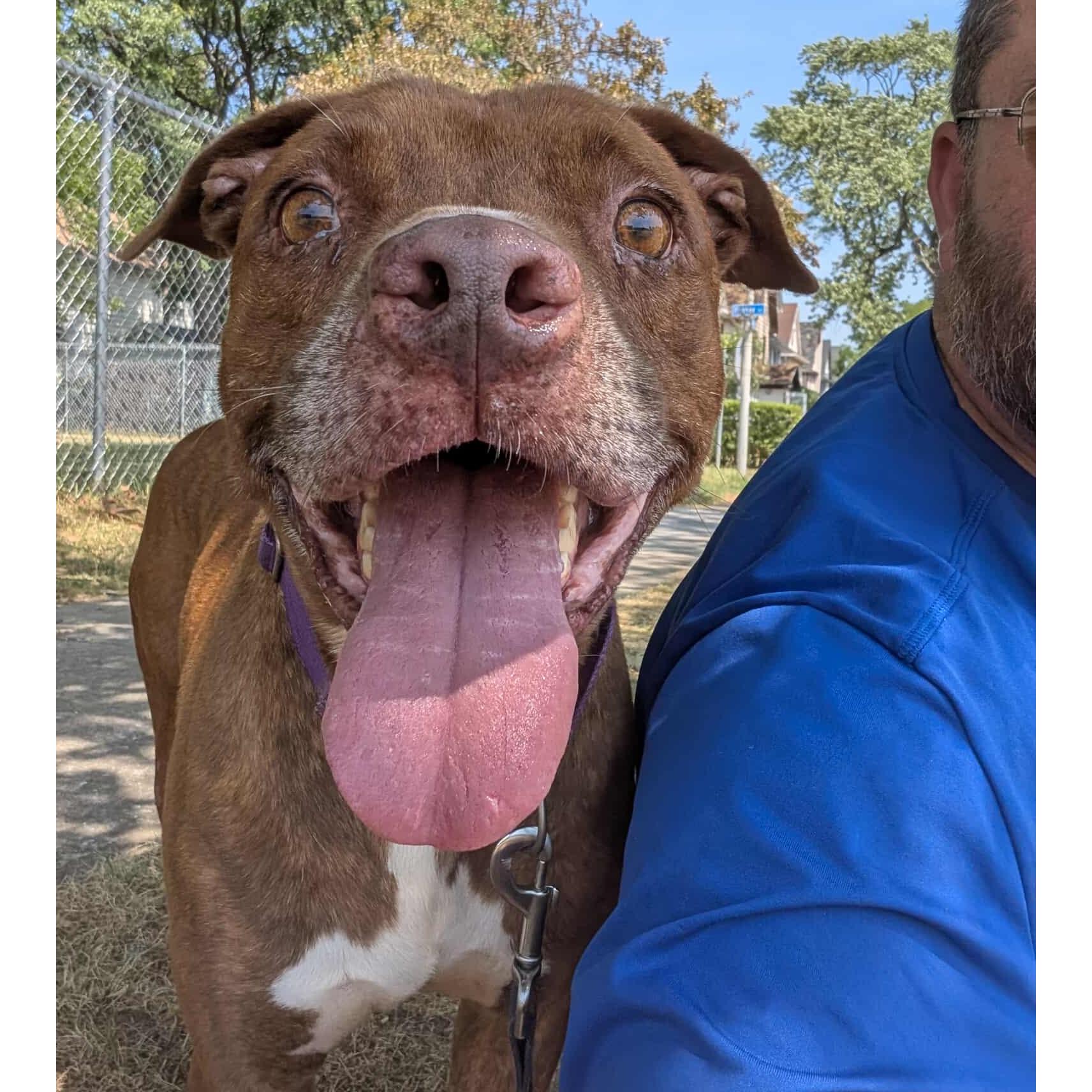 Enlarge Thunder: Adopt or Forever Foster, a Adoptable mixed breed in Rochester, NY image 6/6