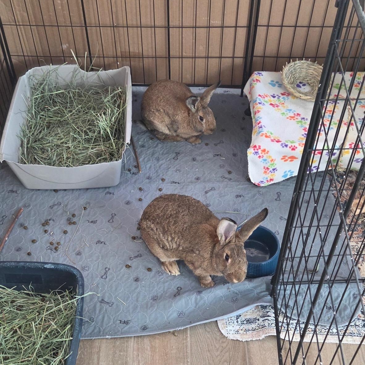 Lily & Clover, a Adoptable American in Brighton, CO image 2/4