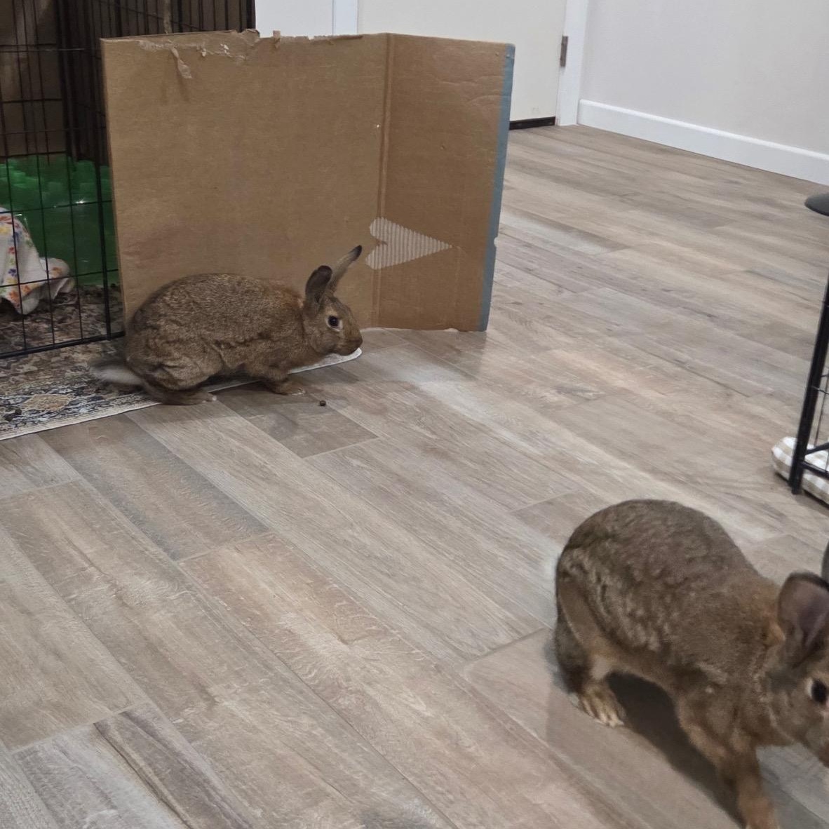 Lily & Clover, a Adoptable American in Brighton, CO image 4/4