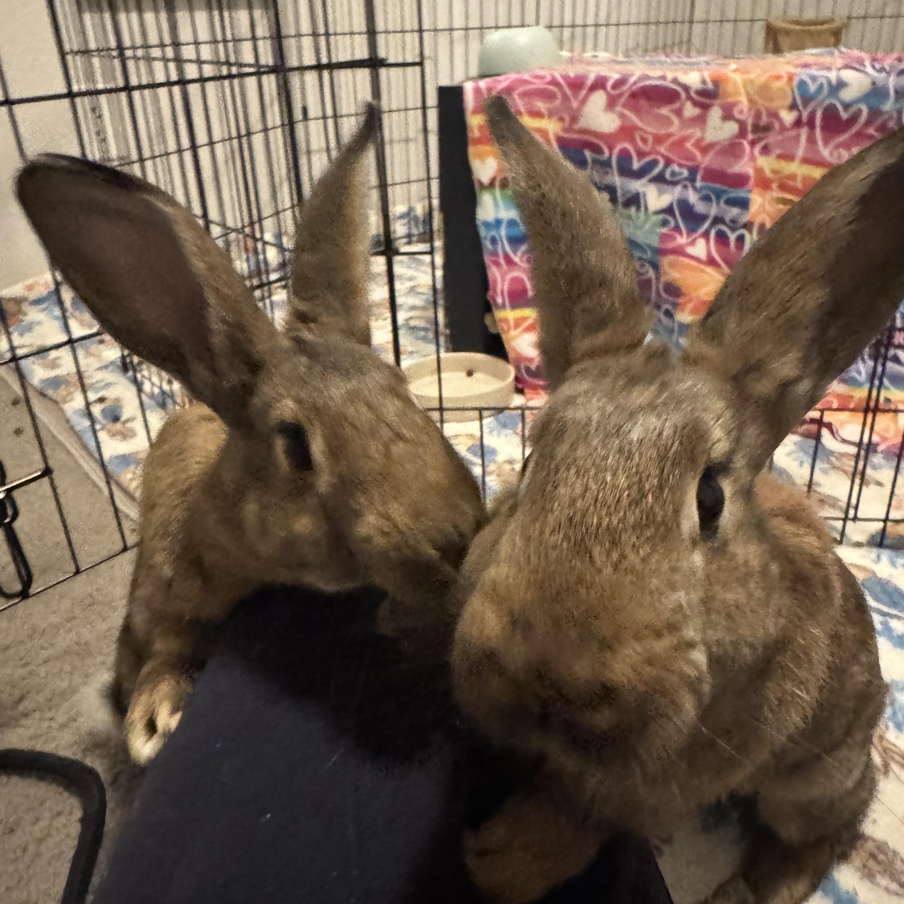 Enlarge Lily & Clover, a Adoptable American in Brighton, CO image 1/5