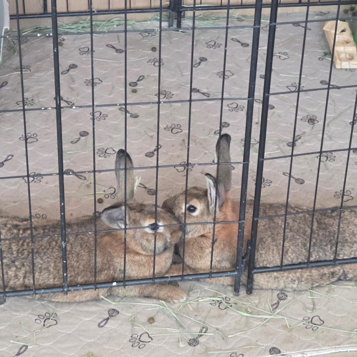 Lily & Clover, a Adoptable American in Brighton, CO image 3/4