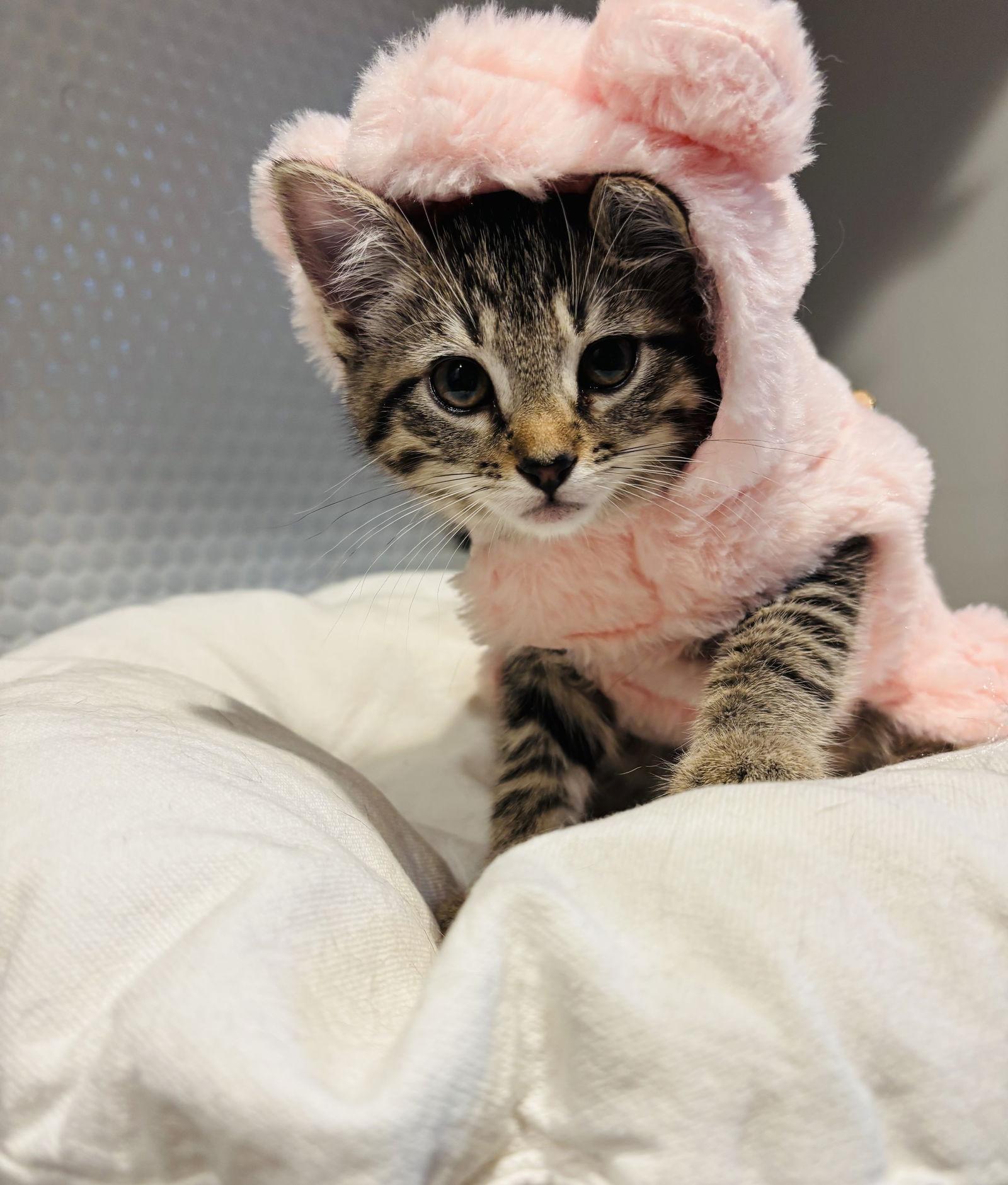 Enlarge Pickles, a Adoptable Domestic Short Hair in King George, VA image 1/2