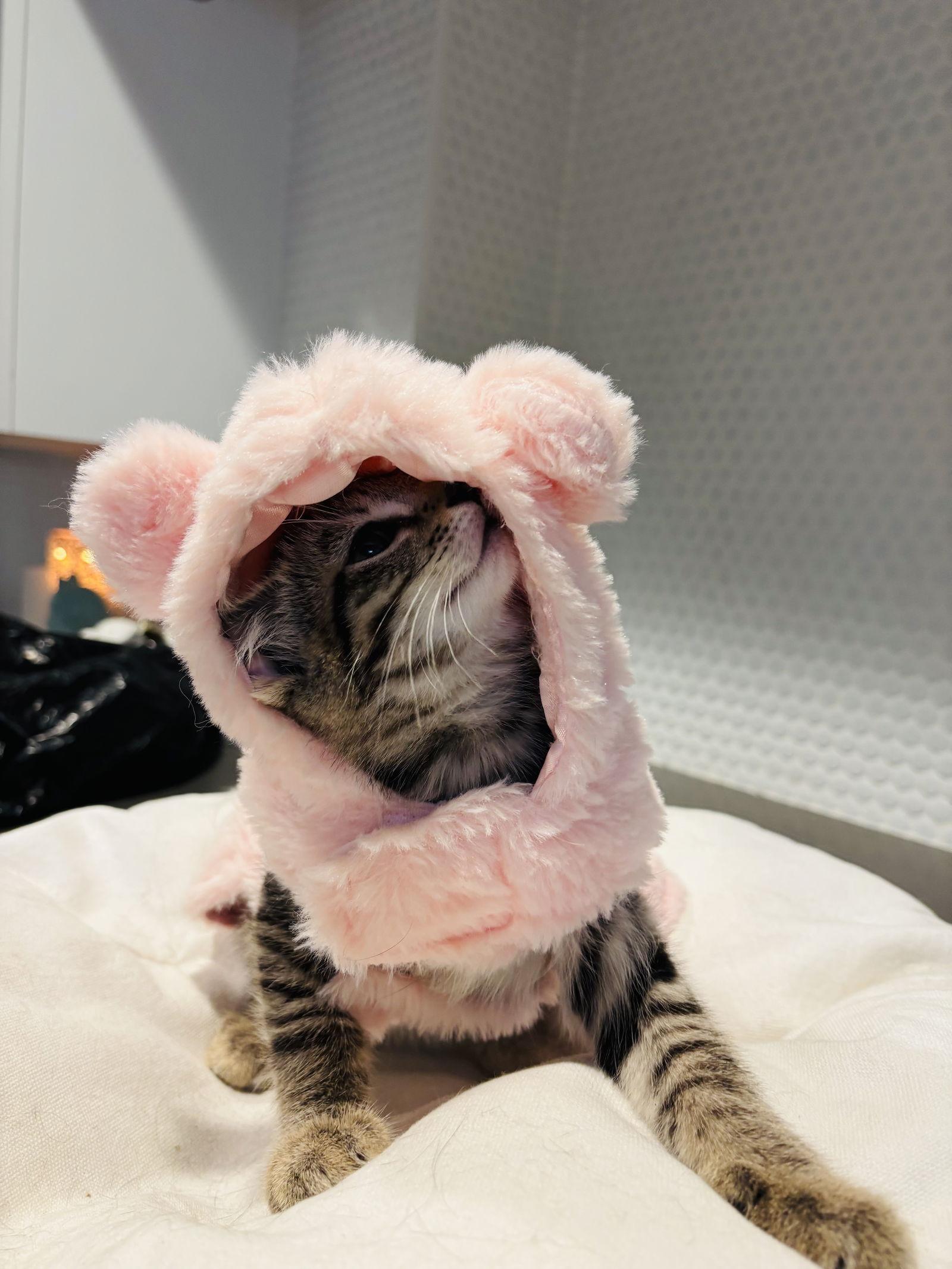 Enlarge Pickles, a Adoptable Domestic Short Hair in King George, VA image 2/2