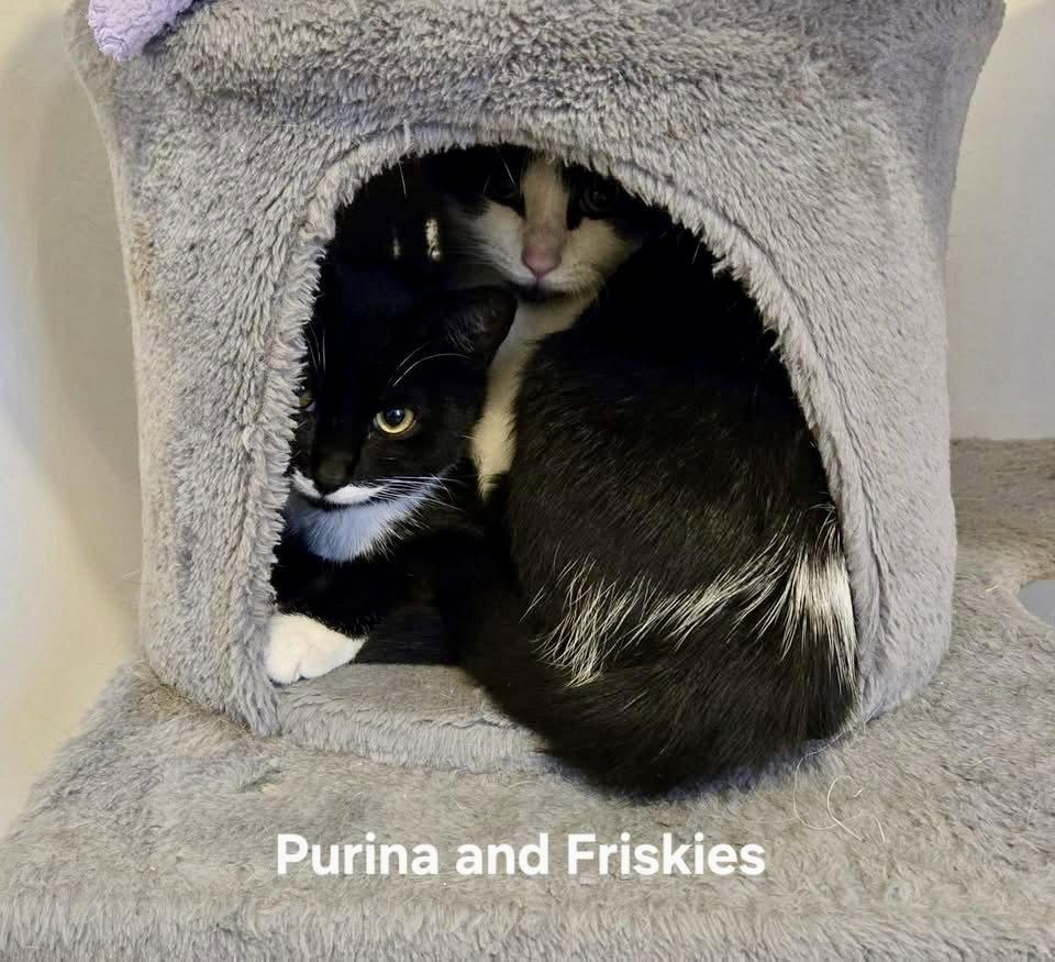 Friskies, a Adopted Domestic Short Hair in Penndel, PA image 2/3