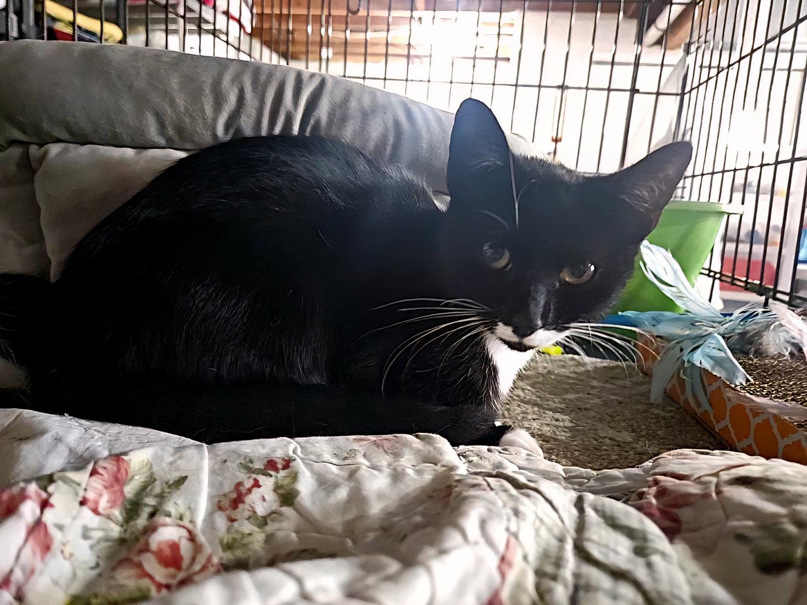 Friskies, a Adopted Domestic Short Hair in Penndel, PA image 3/3