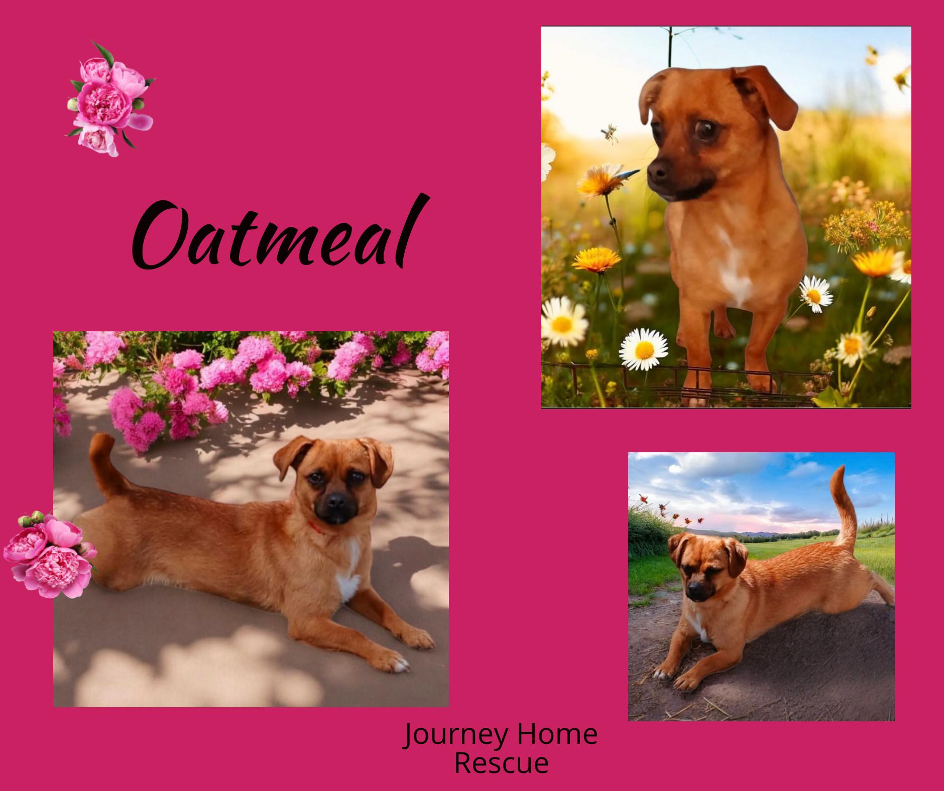 Oatmeal, an adoptable Chiweenie in East Wenatchee, WA, 98802 | Photo Image 2