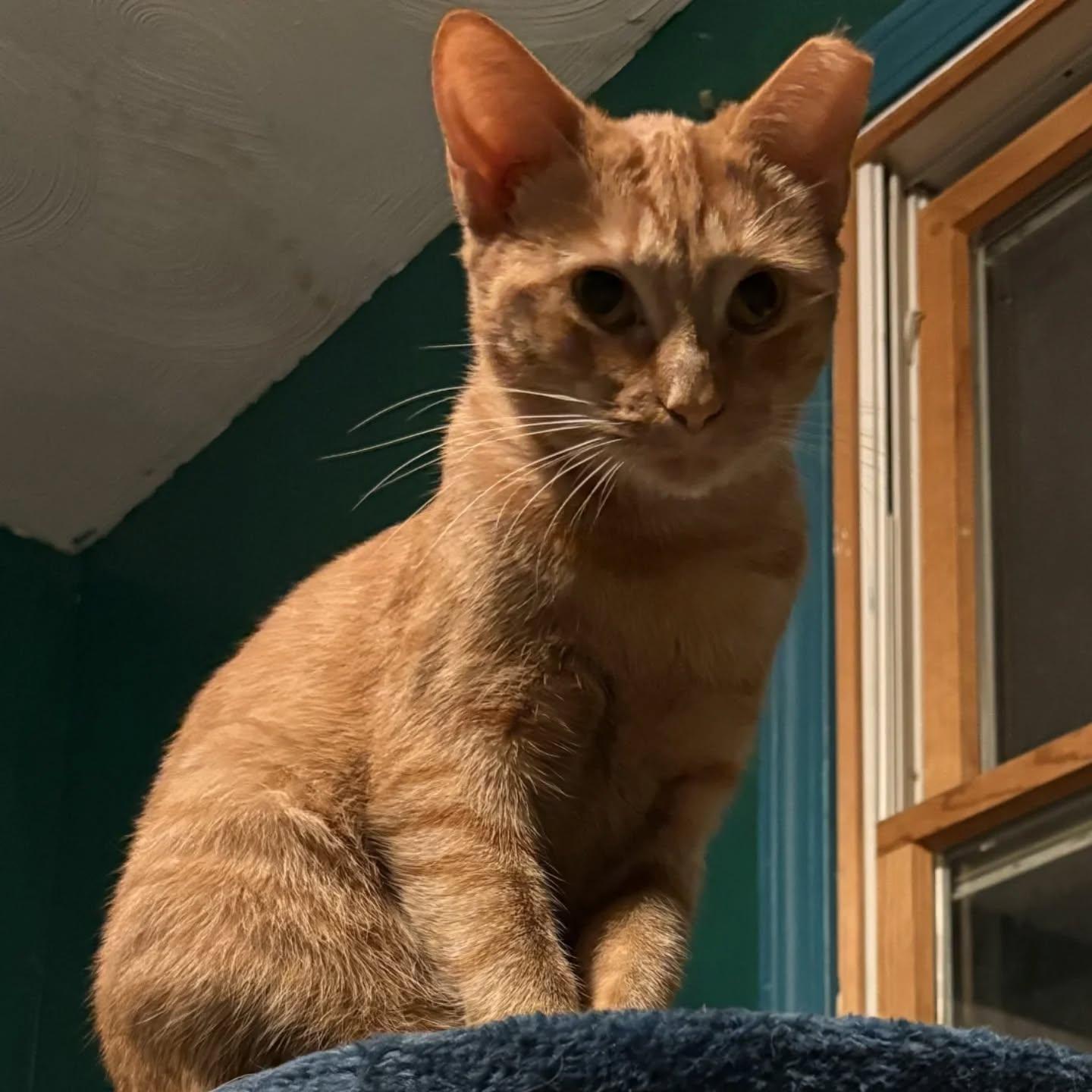 Abigail (shy 8 month old)