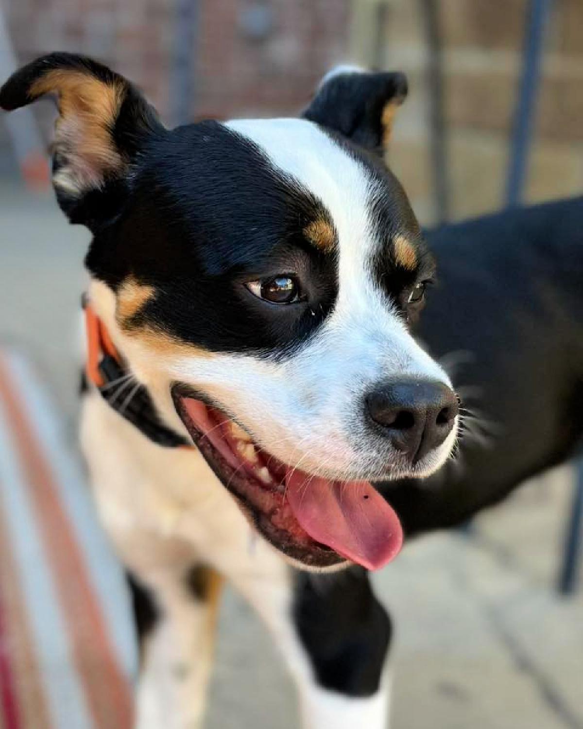 Enlarge Jersey, an adoptable mixed breed in Frisco, TX image 4/4