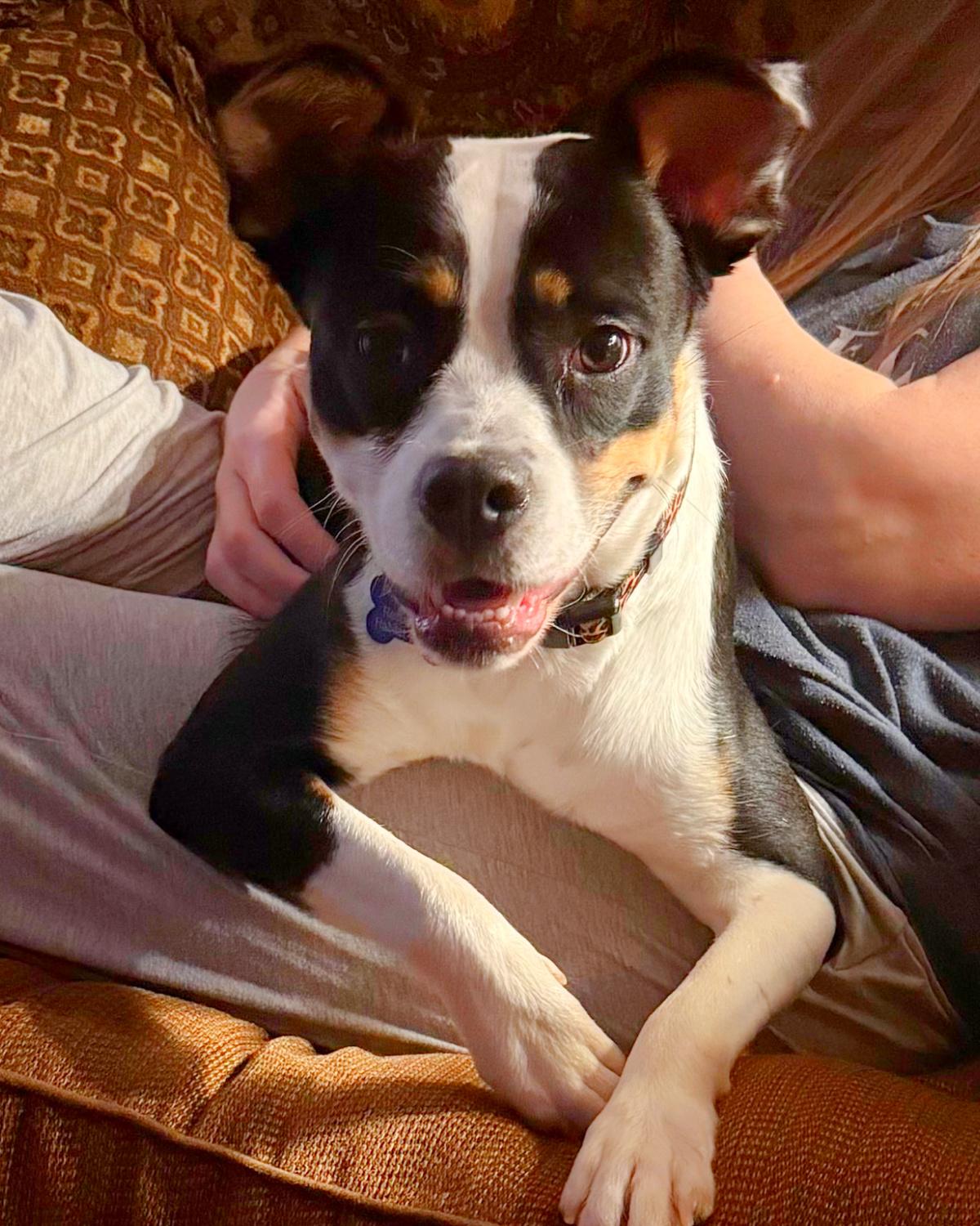 Jersey, adoptable, Adult Female Terrier.