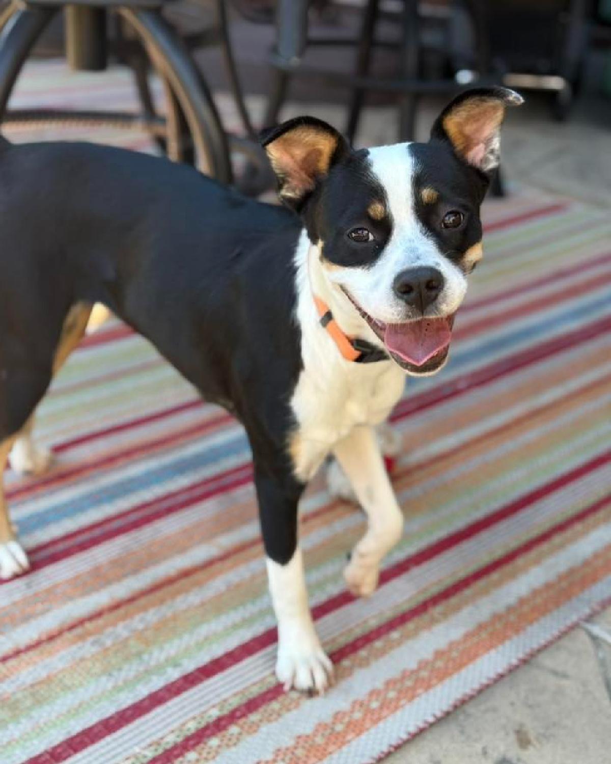 Enlarge Jersey, an adoptable mixed breed in Frisco, TX image 3/4