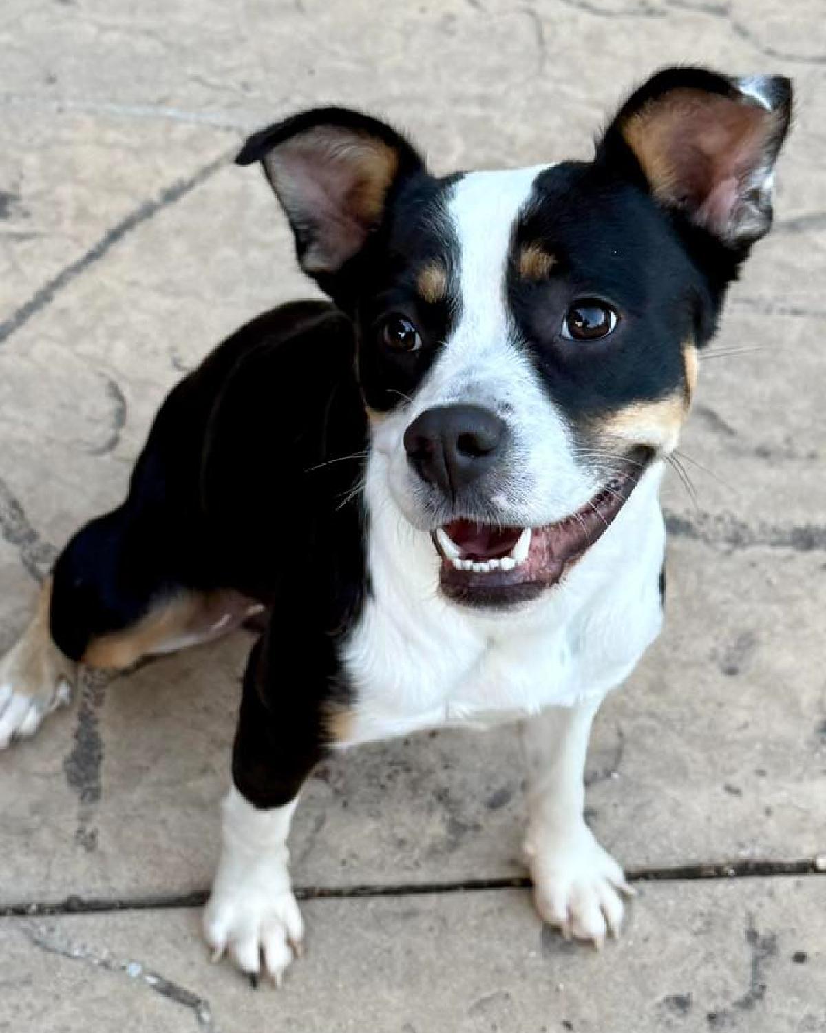 Enlarge Jersey, an adoptable mixed breed in Frisco, TX image 2/4