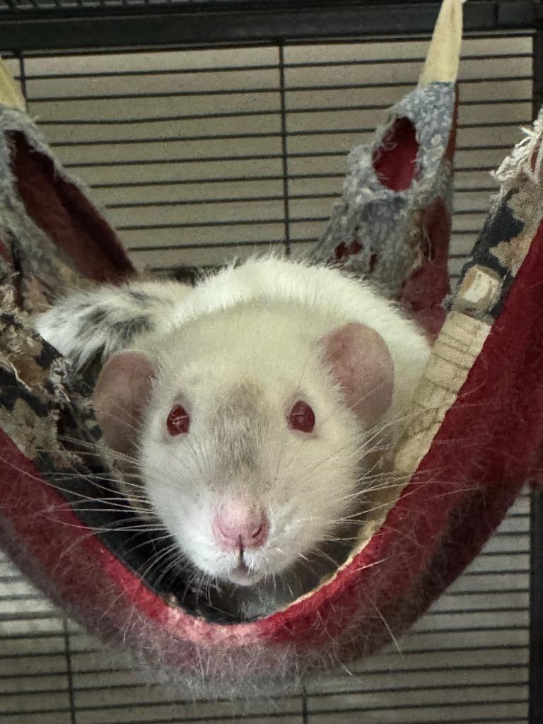 Rapscallion, Adoptable, Young Male Rat.