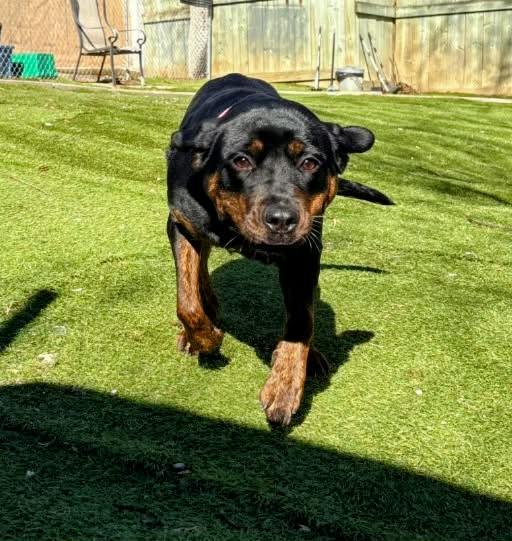 Enlarge Matilda, an adopted mixed breed in St Catharines, ON image 2/6